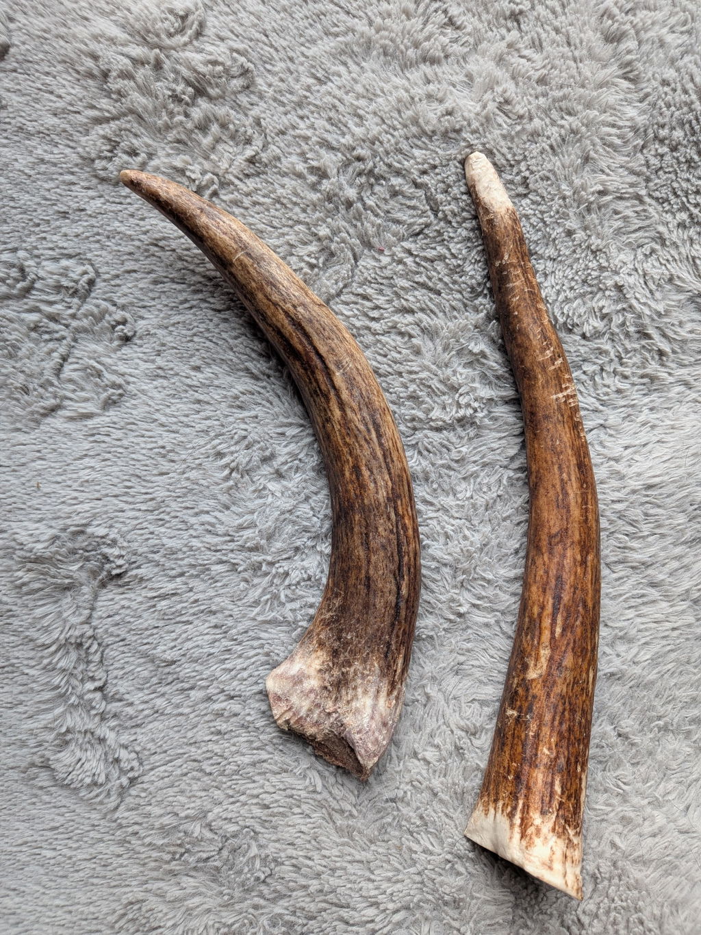 Moose Antler Tine (Easy Hold Shape)