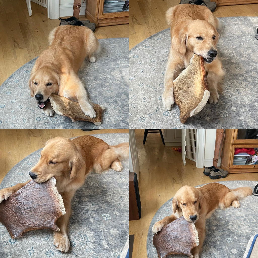 Power Chewer Box (Massive Value)