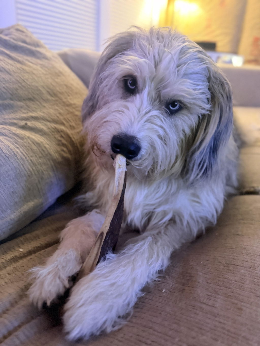One POUND Moose Antler Dog Chew Bargain Box