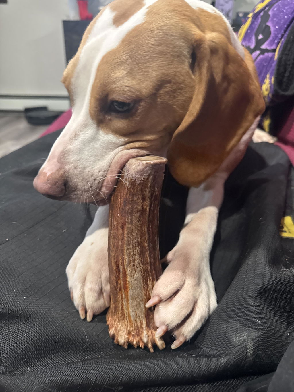 Moose Antler Base Dog Chew
