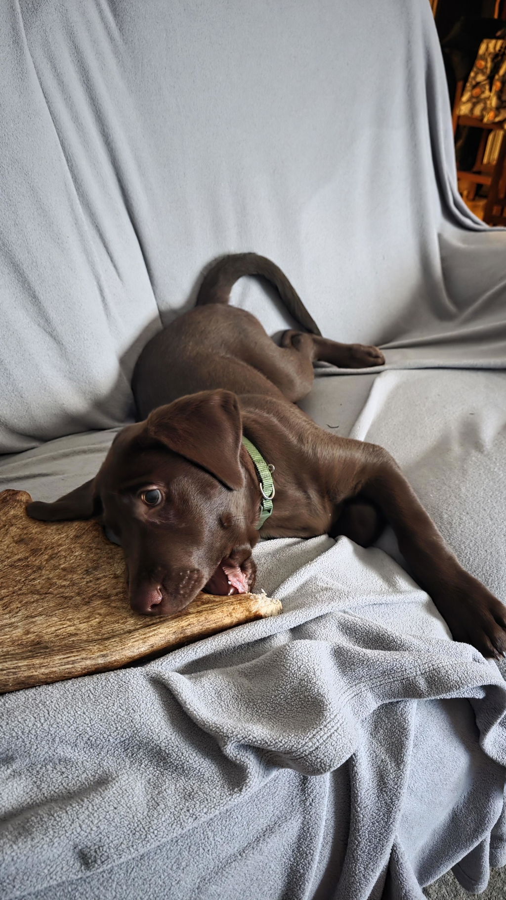 *Limited Run* Moose Antler Crown Dog Chew