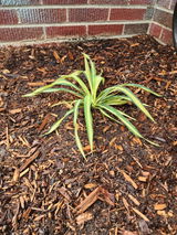 Kelly G. review photo