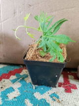 Etsy c. review photo