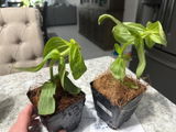 Etsy c. review photo