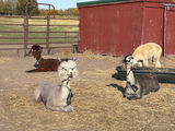 Montana Alpaca Farm review photo