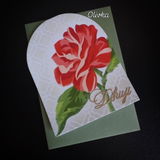 Olga "Olivka" P. review photo