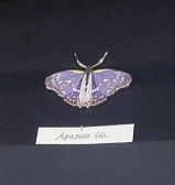 Jacinthe review photo