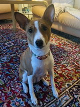 Eeva review photo