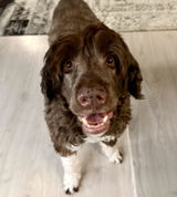 Ronja review photo