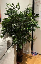 Anonym review photo