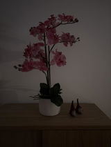 Franziska Schmid review photo