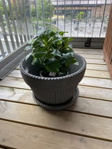 Anonym review photo