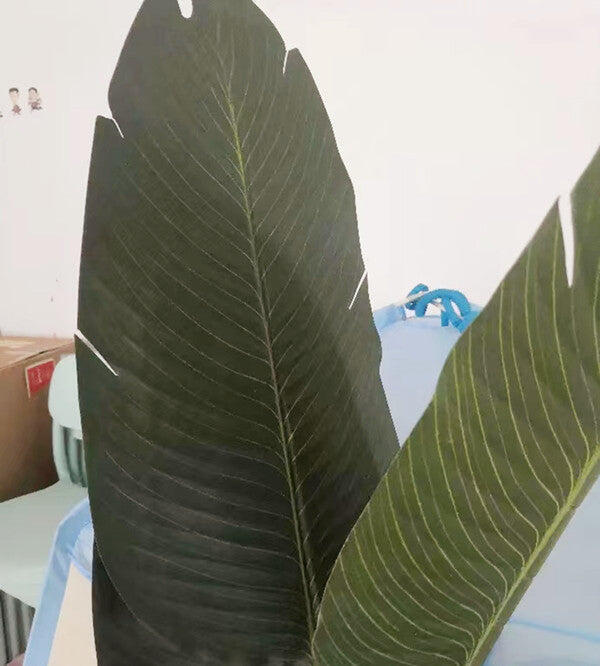 Artificial Banana Leaf Tree 11 Leaves in Planter