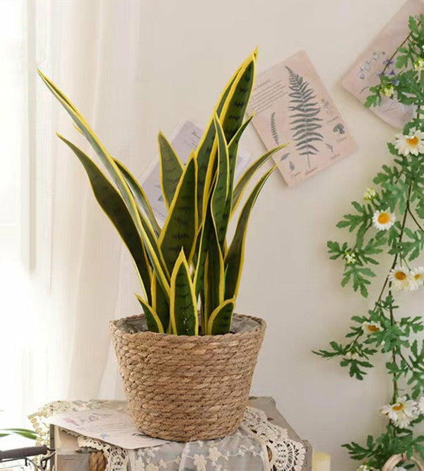 Artificial Snake Plants (Sansevieria Trifasciata) Floor Foliage Plant in Planter