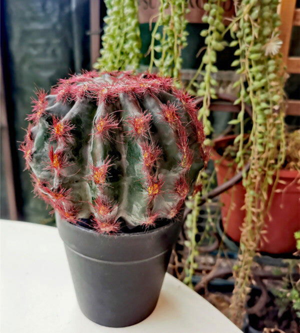 Potted Artificial Golden Barrel Cactus Red Barrel Cactus