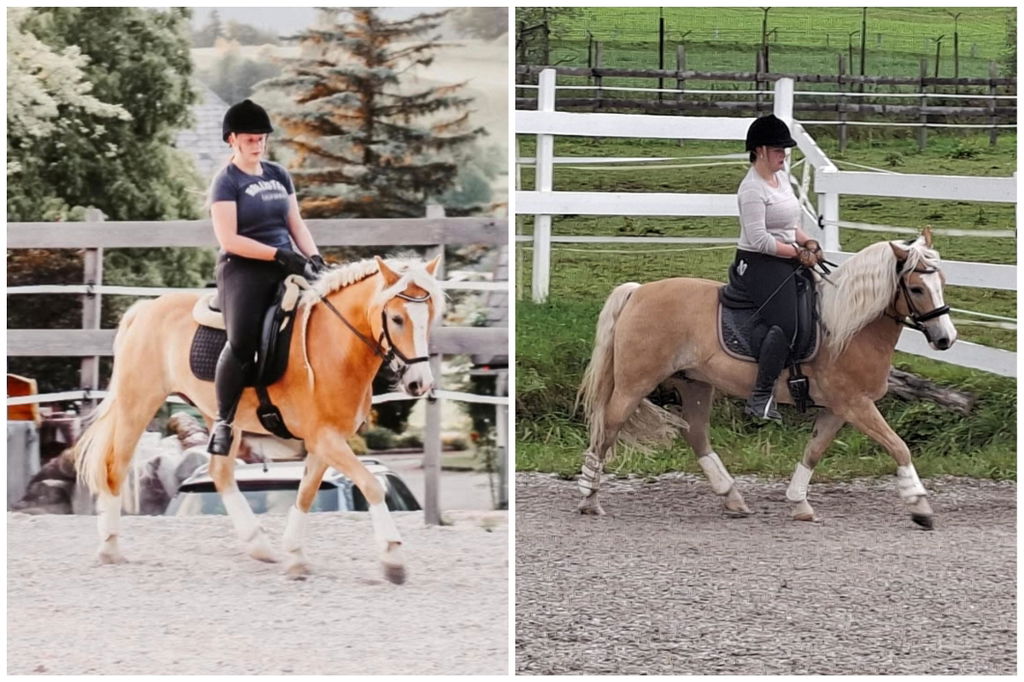 Amino Horse
