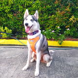 Yui Siberian Husky review photo