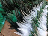 Taonga Whenua review photo