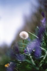 Richard A. review photo