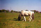 Angus G. review photo