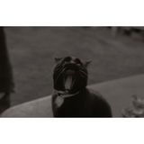 Lubitel 2. review photo
