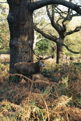 Richard S. review photo