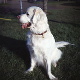 Buster review photo