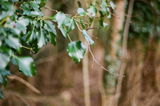 Danniella P. review photo