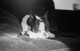 A.H. review photo