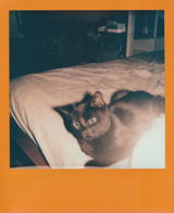 Cosmo B. review photo
