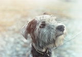 Buster review photo