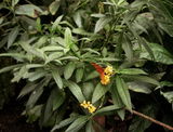 Josie review photo