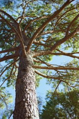 Merry P. review photo