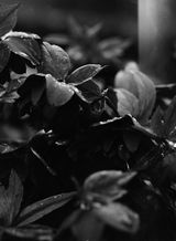 Romano A. review photo