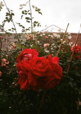 Holly L. review photo