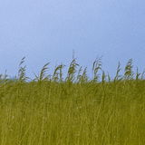 Cat Q. review photo