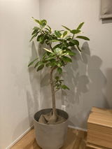 大橋歩美 review photo