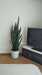 nÓüä 渡辺美穂 review photo