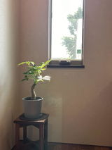 匿名 review photo