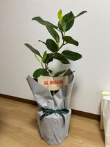 真夕 二川 review photo