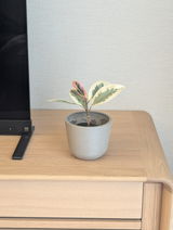 shio review photo