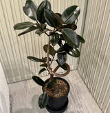 DDisGood review photo