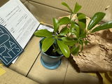 なつ review photo