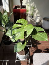 か review photo