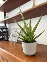 oko review photo