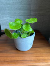 匿名 review photo