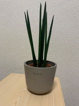 Ryo review photo