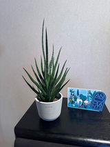 ryo review photo