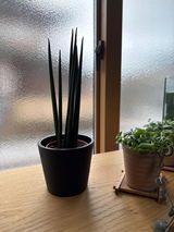 Keiko review photo