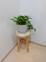 匿名 review photo